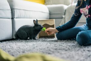 8 Effective Methods For Training Your Rabbit
