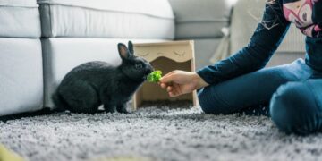 8 Effective Methods For Training Your Rabbit