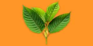 How To Find The Best Places To Buy Kratom Online?