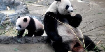 Japan bids teary farewell to pandas sent to reserve in China