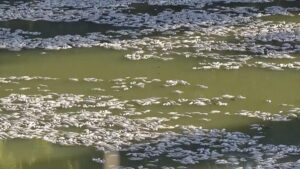 Millions of dead fish wash up amid heat wave in Australia
