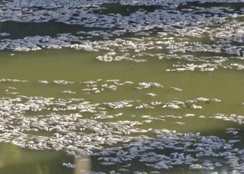 Millions of dead fish wash up amid heat wave in Australia