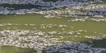 Millions of dead fish wash up amid heat wave in Australia