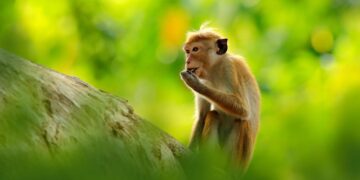 Conservationists in Sri Lanka slam proposal to export monkeys to China