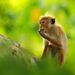 Conservationists in Sri Lanka slam proposal to export monkeys to China