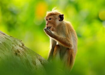Sri Lanka confirms Chinese company’s request for exporting one lakh endangered monkeys