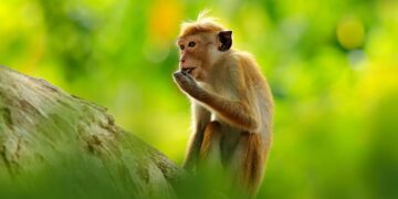 Sri Lanka confirms Chinese company’s request for exporting one lakh endangered monkeys