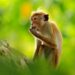 Sri Lanka confirms Chinese company’s request for exporting one lakh endangered monkeys