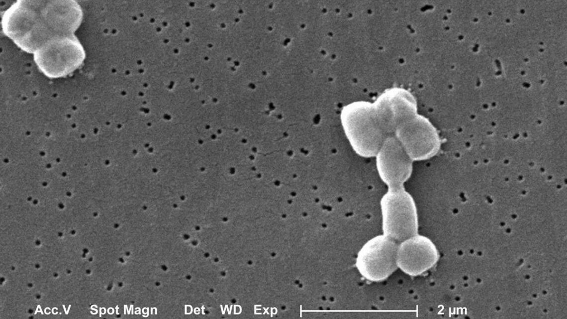 Explained | Abaucin, the potential new antibiotic found with machine-learning