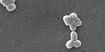 Explained | Abaucin, the potential new antibiotic found with machine-learning