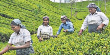 Malaiyaha Tamils | Two hundred years of struggle