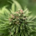 CBD Flowers in the UK: Understanding the Legal Landscape