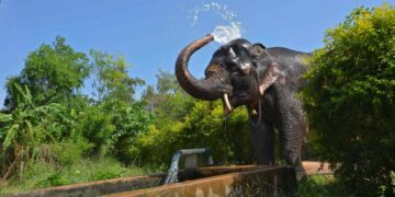 Is it ethical to change animals’ behaviour to protect them?