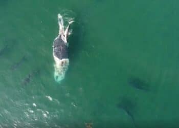 ‘Frenzy’ of tiger sharks feast on whale carcass off Australian coast