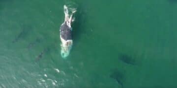 ‘Frenzy’ of tiger sharks feast on whale carcass off Australian coast
