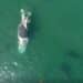 ‘Frenzy’ of tiger sharks feast on whale carcass off Australian coast