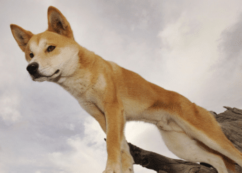 Australian woman attacked by dingoes during run on island of K’gari: 'Lucky to be alive'