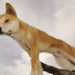 Australian woman attacked by dingoes during run on island of K’gari: 'Lucky to be alive' Australian woman attacked by dingoes during run on island of K’gari: 'Lucky to be alive'