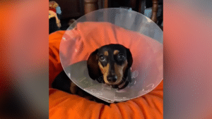 Australian woman, Dachshund mauled by bull terrier weeks before wedding day
