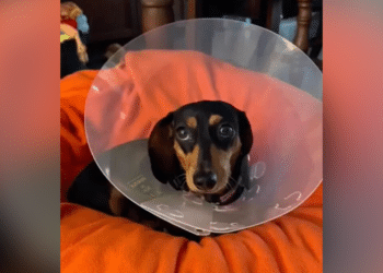 Australian woman, Dachshund mauled by bull terrier weeks before wedding day