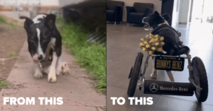 Mercedes-Benz's Heartwarming Gift: Custom Wheelchair For Specially-Abled Pooch Mercedes-Benz’s Heartwarming Gift: Custom Wheelchair For Specially-Abled Pooch