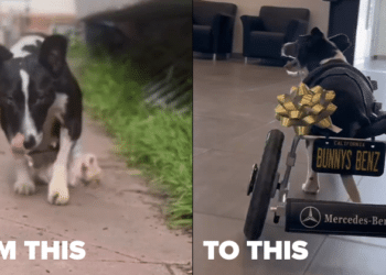 Mercedes-Benz’s Heartwarming Gift: Custom Wheelchair For Specially-Abled Pooch