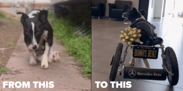 Mercedes-Benz’s Heartwarming Gift: Custom Wheelchair For Specially-Abled Pooch