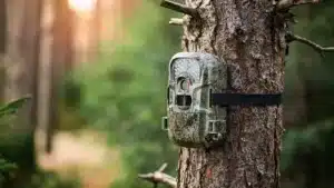 How to Maximize Trail Camera Efficiency with the Right SD Card