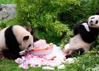 Germany’s first giant pandas celebrate 4th birthday with cake ahead of trip to China