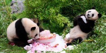 Germany’s first giant pandas celebrate 4th birthday with cake ahead of trip to China