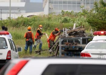 Hunters take out serial cow-killing 'Ninja bear' in Japan