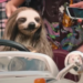 Sorority Sisters Battle Killer Sloth In ‘Slotherhouse’ Trailer