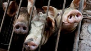 Vietnam Will Export 2M Doses Of Swine Fever Vaccine To Philippines By October