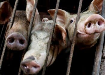 Vietnam will export 2M doses of Swine Fever Vaccine to Philippines by October