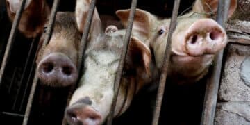 Vietnam will export 2M doses of Swine Fever Vaccine to Philippines by October