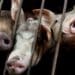 Vietnam will export 2M doses of Swine Fever Vaccine to Philippines by October