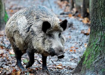 Wild boar killed after attacking woman, teenage boy in Hong Kong train station