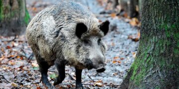 Wild boar killed after attacking woman, teenage boy in Hong Kong train station