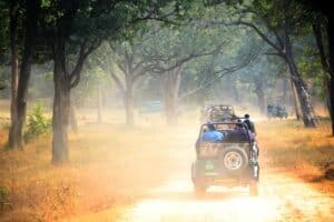 Wild Adventures Await: Discovering the Beauty of the Wilder World