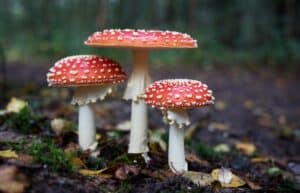 Are mushroom vapes the future?