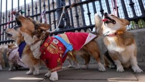 British corgis parade outside Buckingham Palace to honor Queen Elizabeth II’s death, one year later