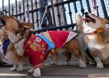 British corgis parade outside Buckingham Palace to honor Queen Elizabeth II's death, one year later