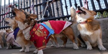 British corgis parade outside Buckingham Palace to honor Queen Elizabeth II's death, one year later