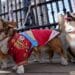 British corgis parade outside Buckingham Palace to honor Queen Elizabeth II's death, one year later