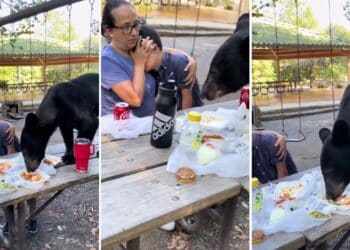 Mexican mother shields son from bear crashing birthday party, devouring tacos on picnic table