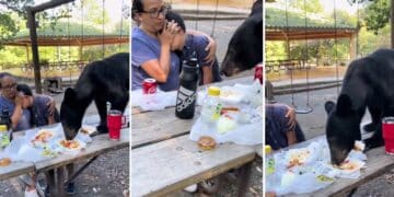 Mexican mother shields son from bear crashing birthday party, devouring tacos on picnic table