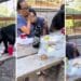 Mexican mother shields son from bear crashing birthday party, devouring tacos on picnic table