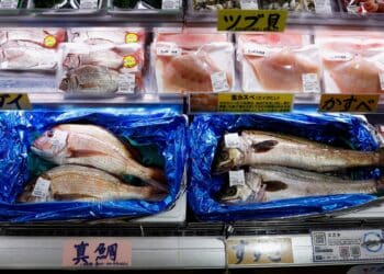 Russia weighs ban on Japanese seafood imports over Fukushima water release