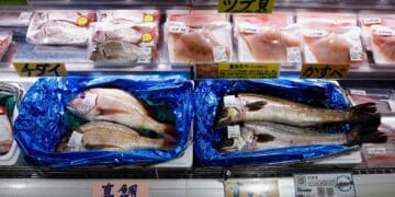 Russia weighs ban on Japanese seafood imports over Fukushima water release