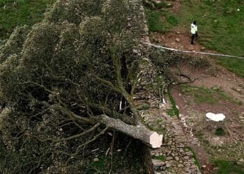 UK police arrest teenager in connection to cutting down ancient tree seen in ‘Robin Hood: Prince of Thieves’